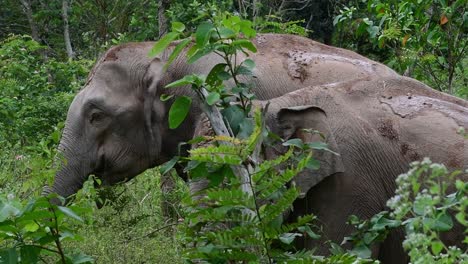 Die-Asiatischen-Elefanten-Sind-Vom-Aussterben-Bedroht-Und-Sie-Sind-Auch-In-Thailand-Beheimatet