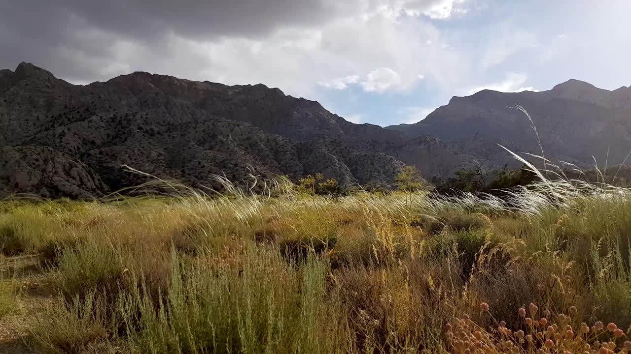 una suave brisa agita el campo de flores verdes secas en la naturaleza en un día con cielo nublado