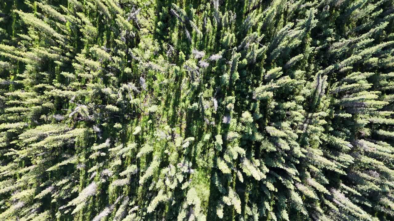 Directly from above, the image showcases a dense, textured canopy of evergreen trees, highlighting the intricate patterns of nature's growth and the interplay of light