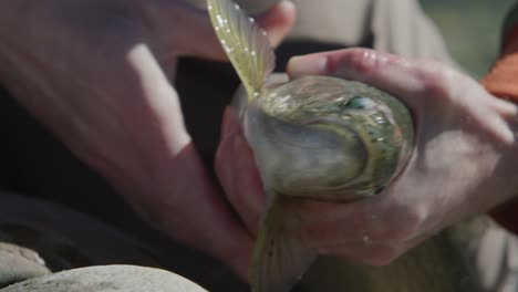 Man-taking-hook-out-of-Rainbow-trouts-mouth-in-slow-motion-4k-Footage