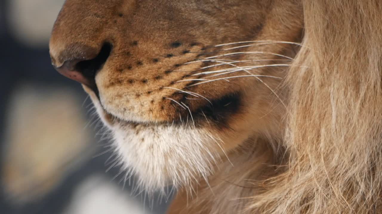Close-up of a Lion's Face with Whiskers and Mane