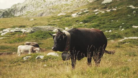 Aufnahme-Eines-Großen-Schweizer-Bullen-Mit-Einer-Großen-Glocke-Um-Den-Hals,-Der-In-4k-Auf-Einem-Berg-In-Der-Schweiz-Spazieren-Geht