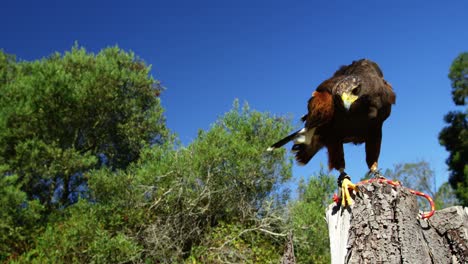 falcon eagle perching on tree stump