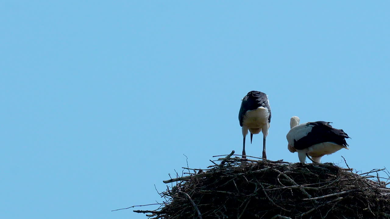 Two storks standing on a large nest made of twigs, set against a clear blue sky, one stork facing the viewer, the other facing away