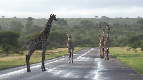 a group of giraffe walking down a paved tar road