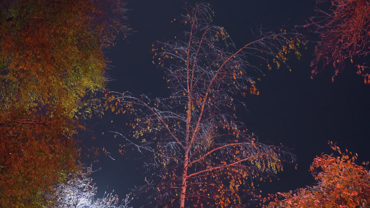 부드러운 반이는 빛으로 조명 된 벌거벗은 나무 가지, 어두운 밤 하늘에 대해 다채로운 가을 잎자루로 둘러싸여, 활기찬 빨간색, 오렌지색 및 녹색 색조의 상호 작용