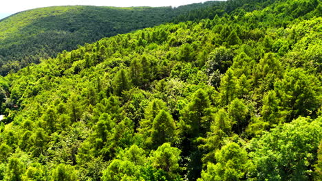 sunny lush green forest. dense greenery covers rolling hills under clear blue skies, showcasing nature's vibrant beauty during daytime