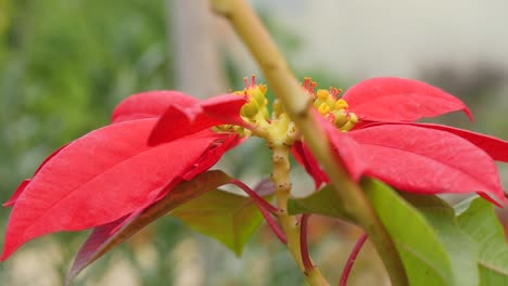 close-up of a large red flower