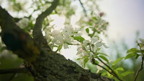 Lebendige-Apfelblüten-Im-Garten