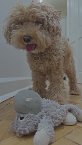 adorable toy poodle dog indoors relaxing in vertical