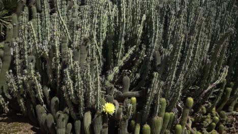 cactus en el desierto gira lentamente a la derecha