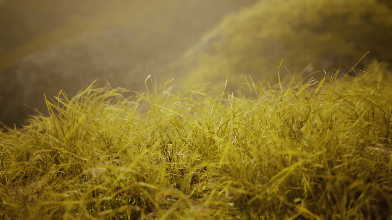 rocas doradas y hierba en las montañas