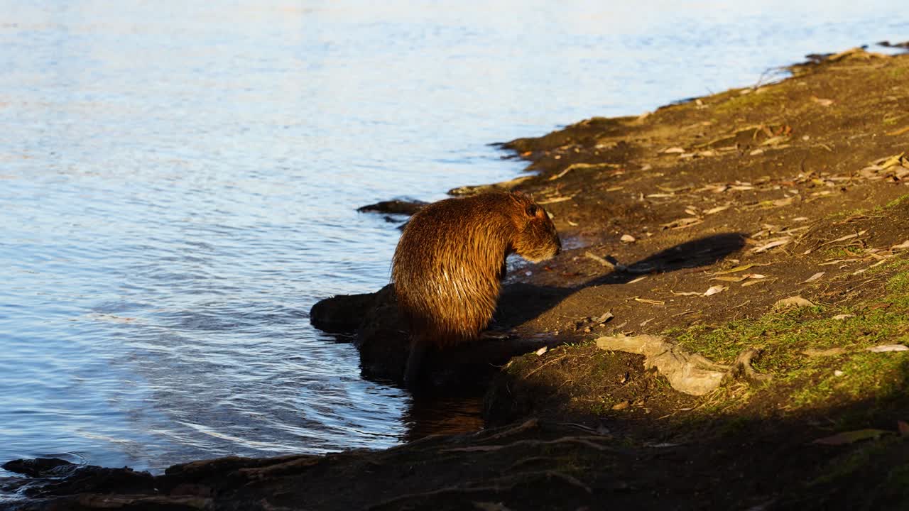 Wet beaver sit on sunny ground spot near river and groom, wash himself