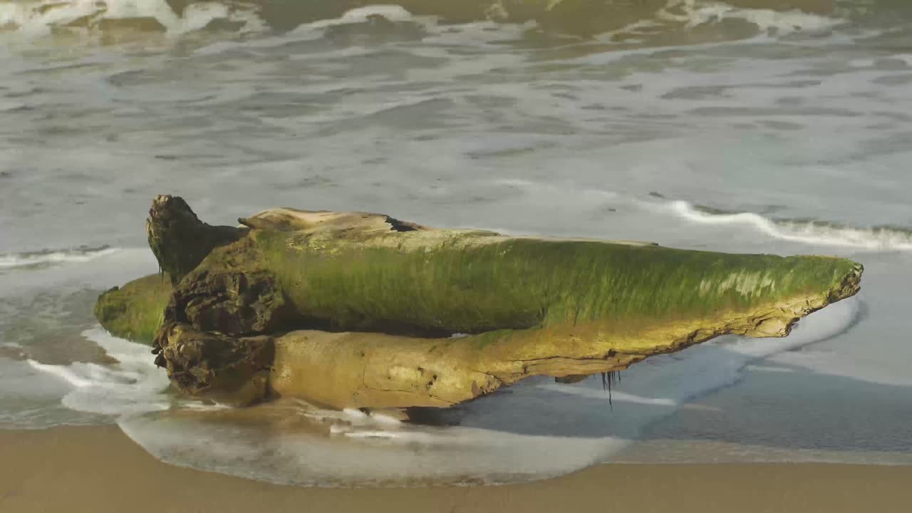 Moldy wooden log on a sand beach