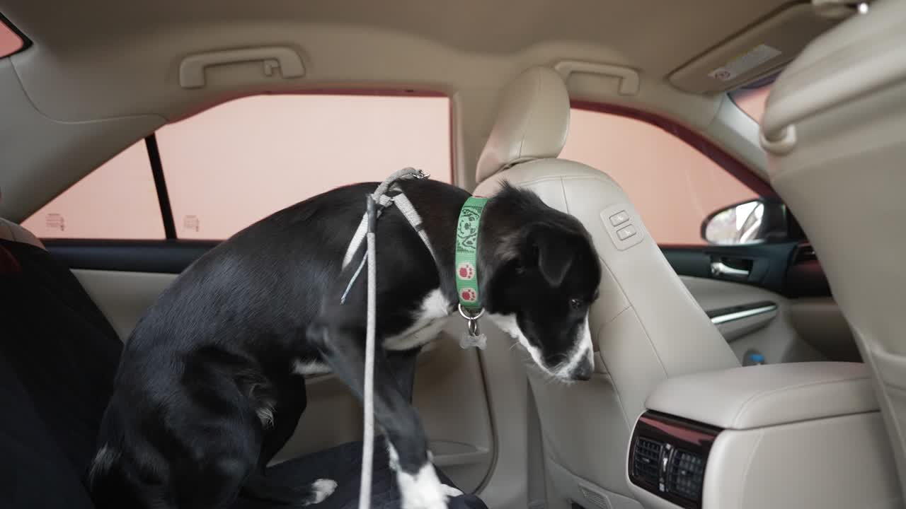 사랑스러운 검은색 혼혈 개와 개 줄을 입고 뒷면에 차에 앉아 주인과 함께 활동 할 준비를합니다. 행복한 동물과 사람과 반려동물 사이의 인간 우정.
