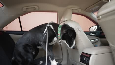 adorable perro de raza mixta negro con correa de perro entrar y sentarse en el coche en la parte trasera, preparándose para salir a hacer actividades junto con el dueño. animales felices y amistad humana entre personas y mascotas.