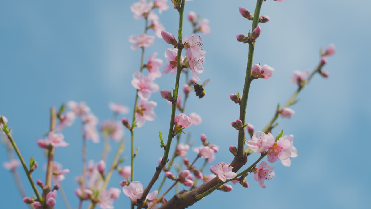 Peach Blossoms in Spring