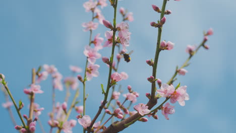 peach blossoms in spring