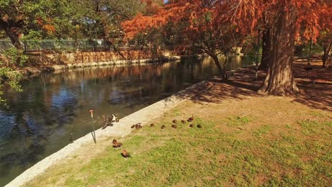 Ein-Kormoran,-Der-Seine-Flügel-Am-Ufer-Des-Flussufers-In-Einem-Stadtpark-In-Wunderschönen-Herbstfarben-Trocknet