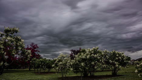 motion blur timelapse of trees with colorful flowers moving on a cloudy day