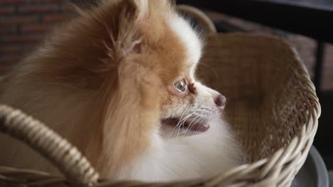 close up of a cute pomeranian dog's face with white and brown fur falling asleep in a basket