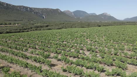 antena: colinas ondulantes en los pirineos franceses albergan grandes viñedos