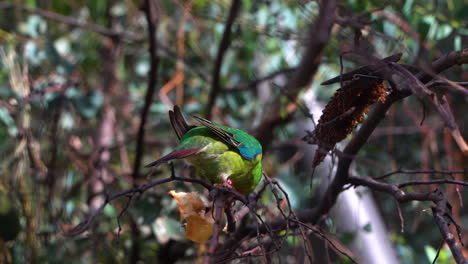 Swift-Parrot-in-tree-top-eating-fruit-handheld-shot