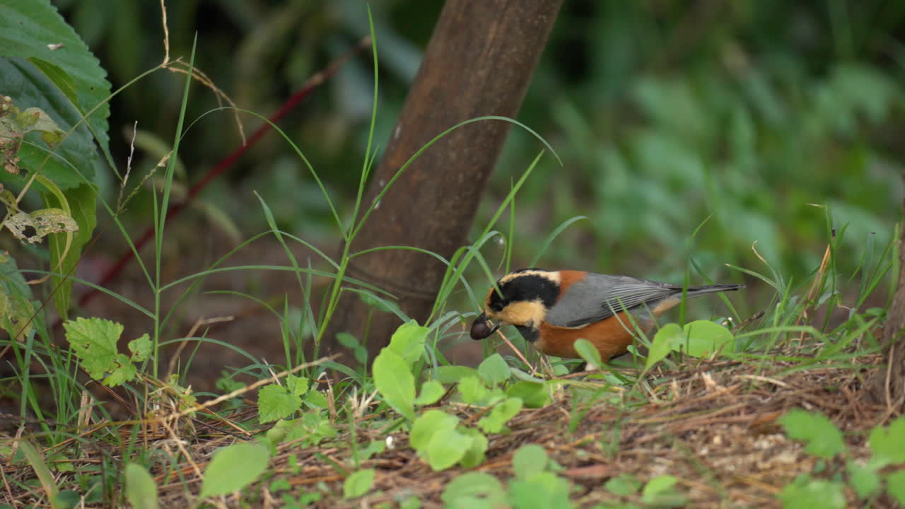 pájaro tit variado sosteniendo pignoli en pico en el suelo