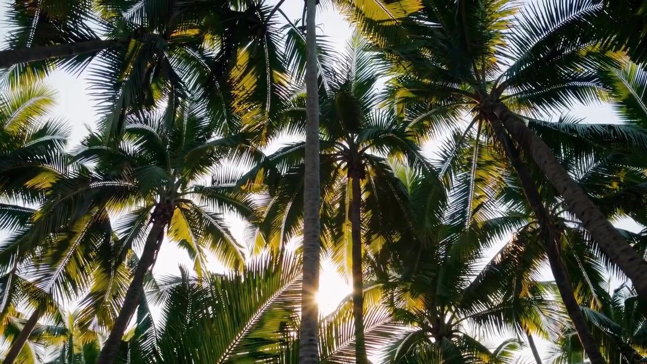 Vista de ángulo bajo de palmeras tropicales contra la luz brillante del sol