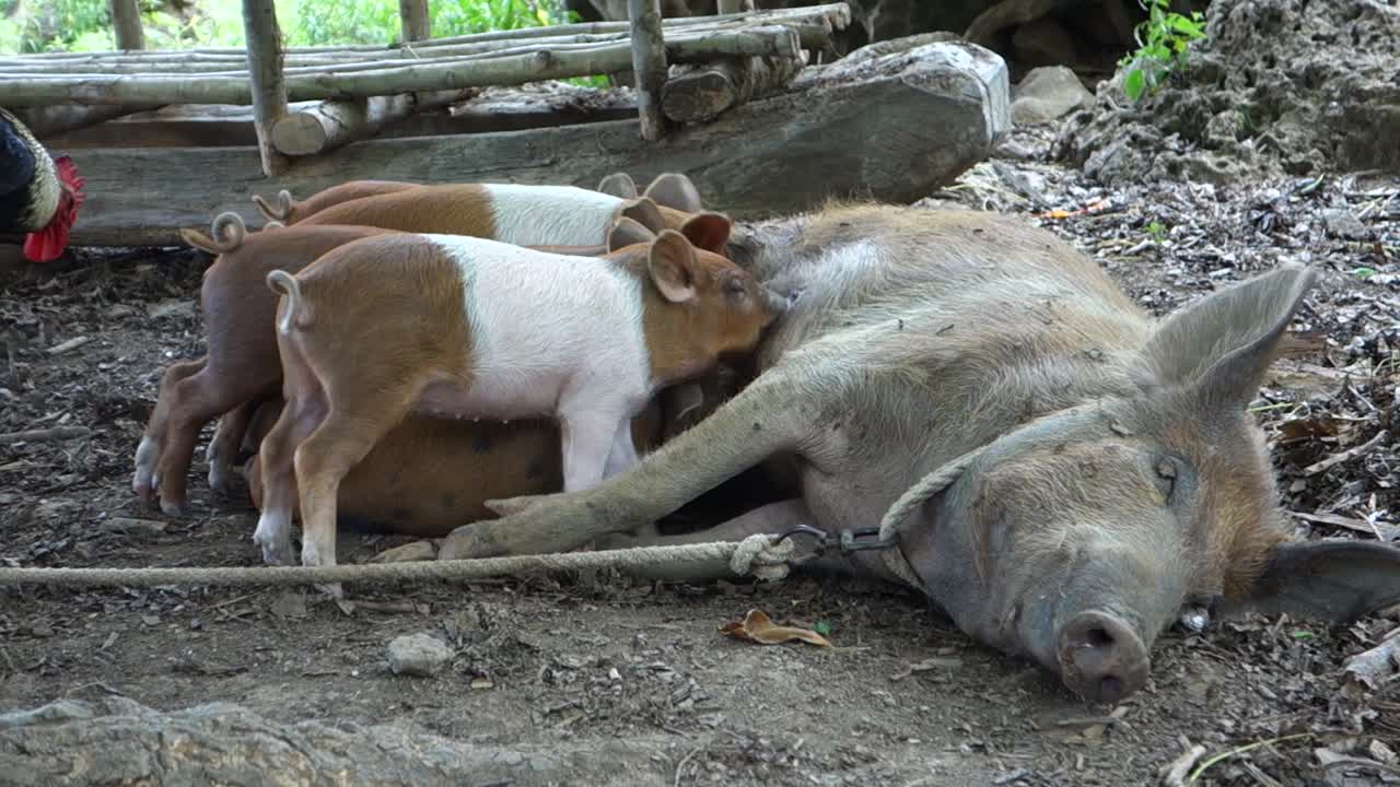 아기 돼지는 농장에서 엄마의 젖을 빨고 있다
