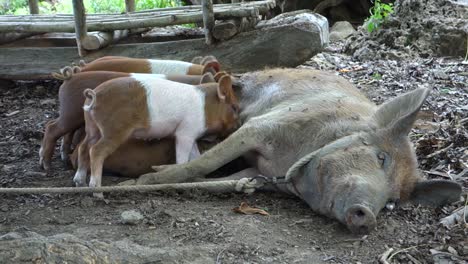 cerditos maman del pecho de la madre en la granja