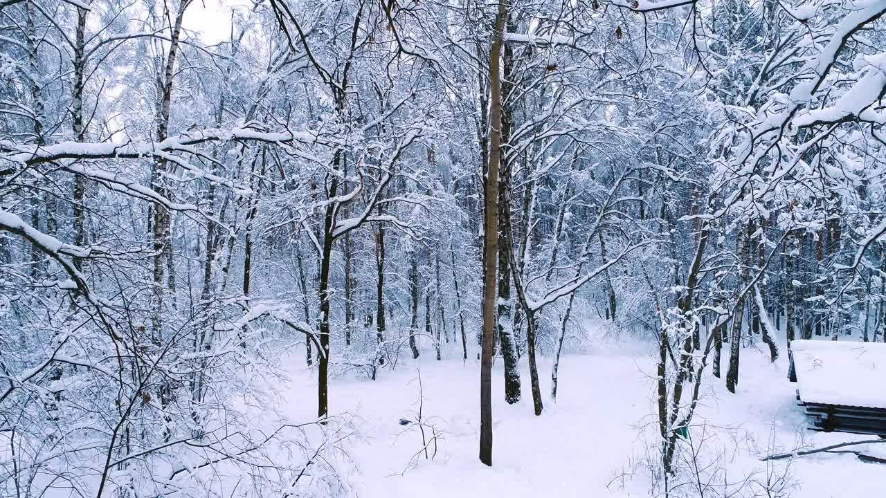 숲에 눈 덮인 가지입니다. 겨울 요정 배경