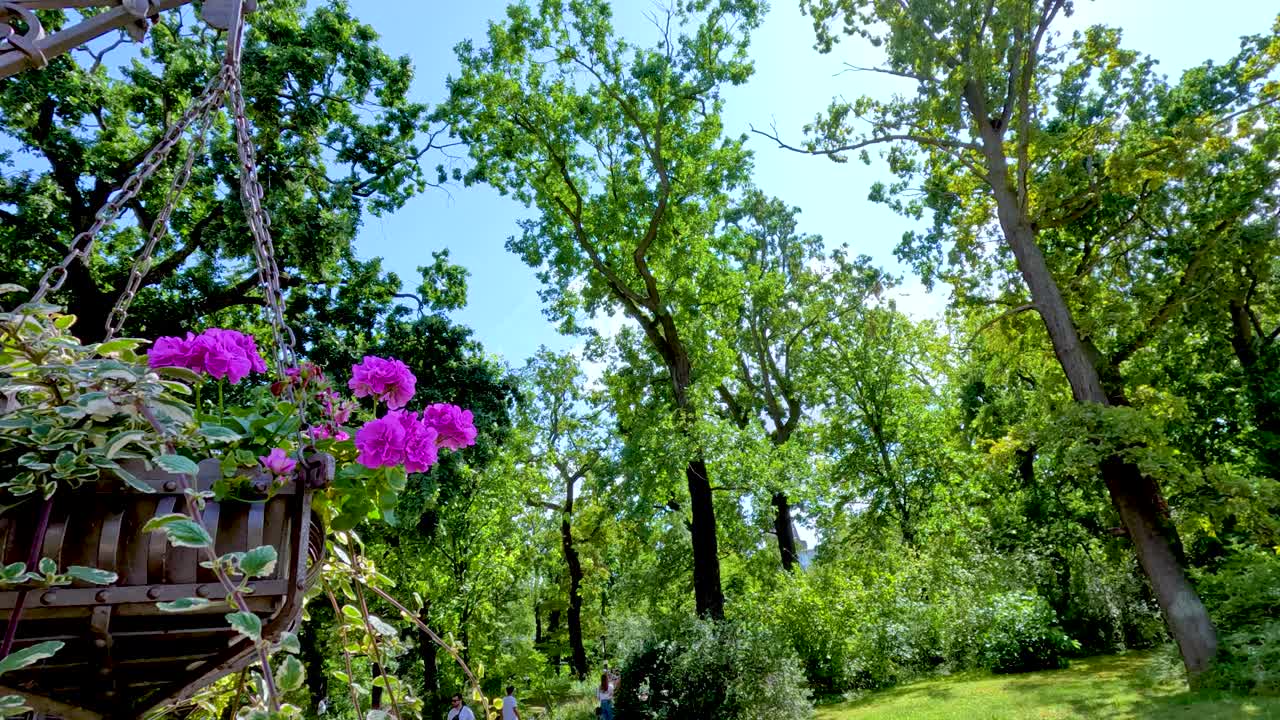 A hanging basket of pink pelargonium flowers gently sways in a lush, sunlit park surrounded by tall green trees, captured with smooth lateral camera movement