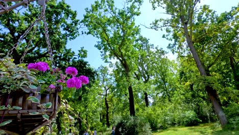 a hanging basket of pink pelargonium flowers gently sways in a lush, sunlit park surrounded by tall green trees, captured with smooth lateral camera movement