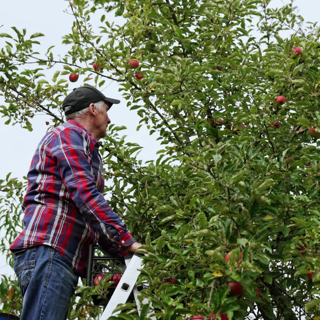 Old farmer wearing red and blue checkered shirt and cap gathers apples. Man stands high on the ladder picking fruit