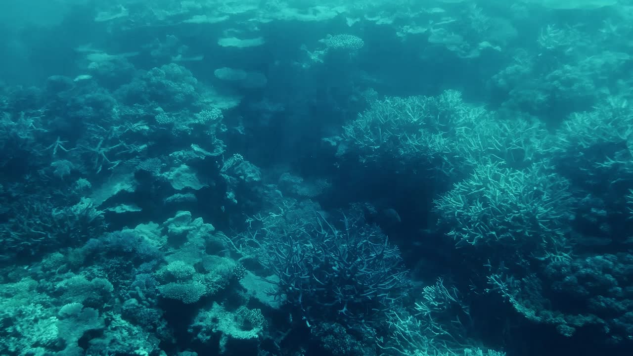 arrecife de coral submarino