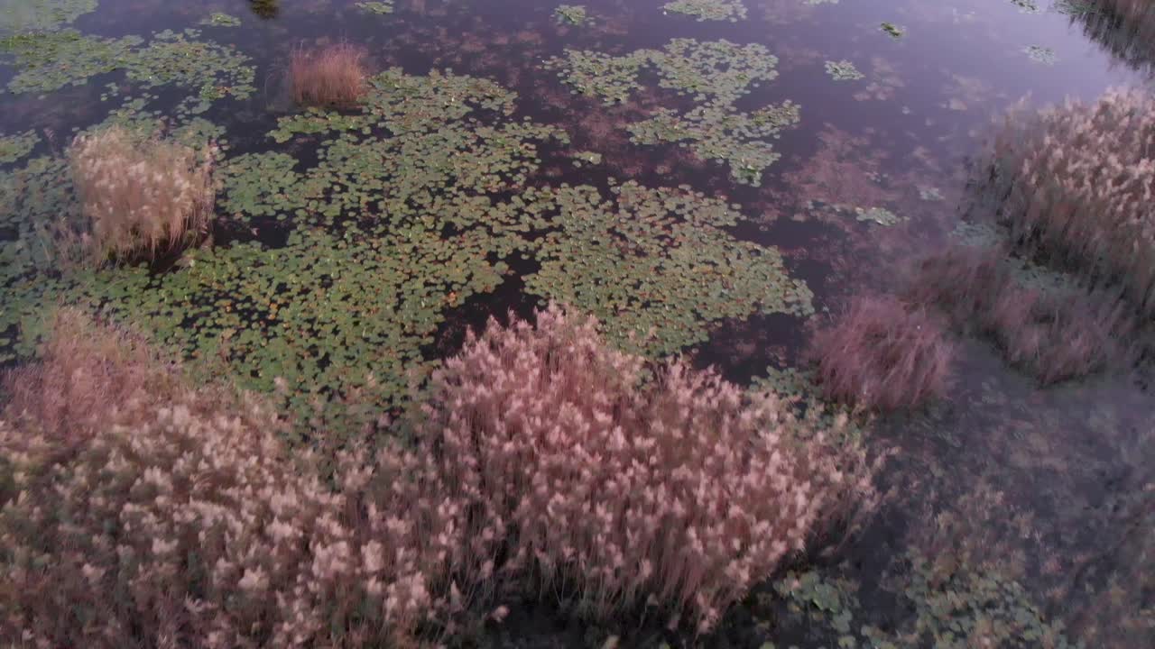 vuelo de cierre aéreo sobre juncos y lirio de estanque sumergido en aguas de estanque, llanura aluvial, estambul, turquía