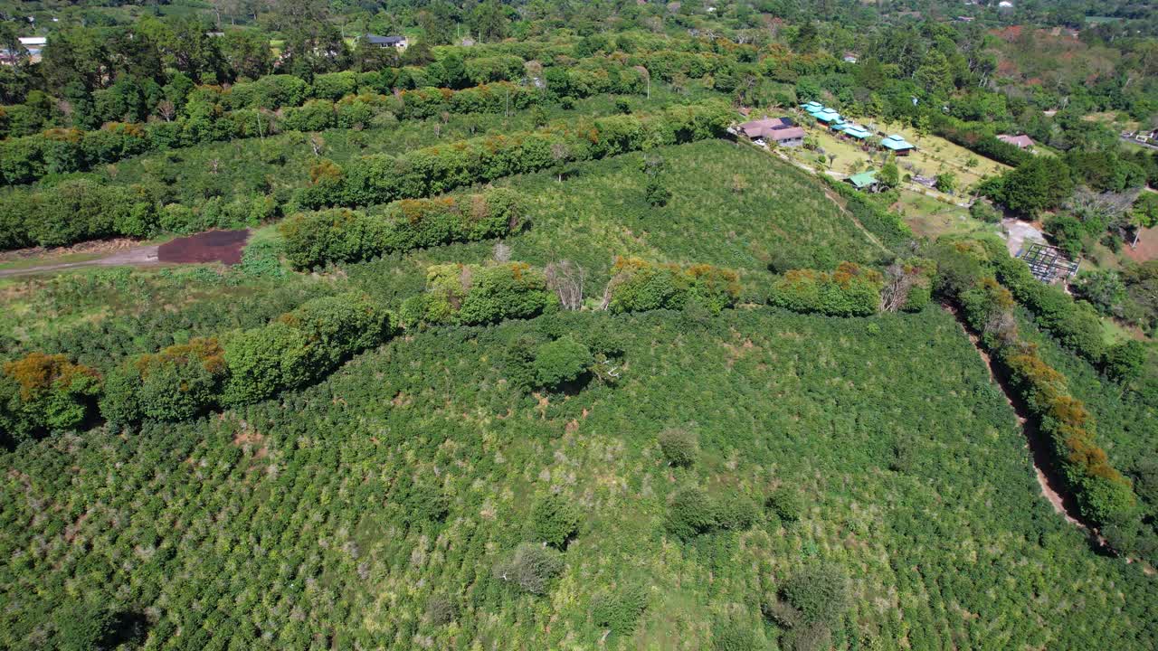 Drone Shot of Green Coffee Plantation Fields and Farmland in Landscape of Central America