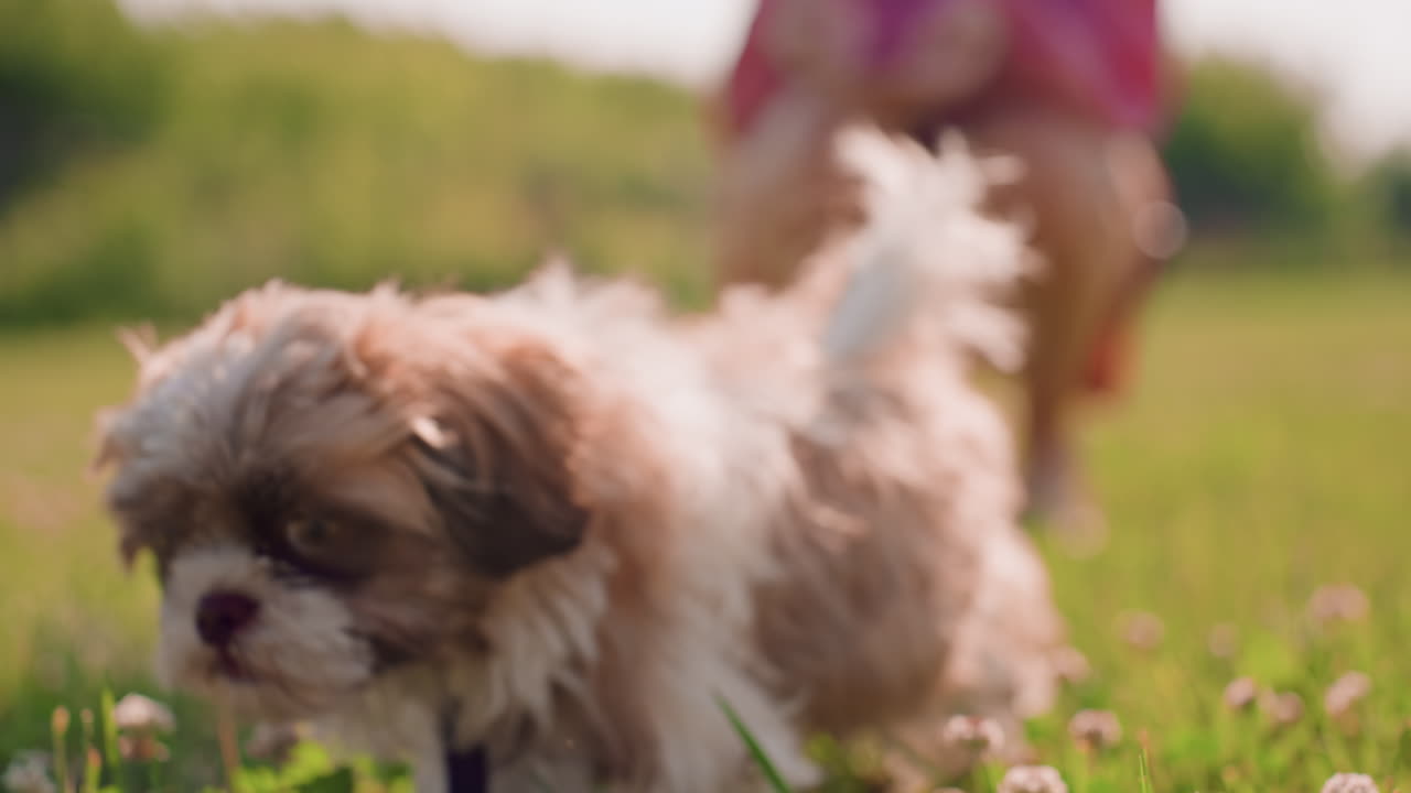 Joyful Puppy Dash, Lively Small Dog Runs Through Greenery Happily, An Energetic Puppy Jumps Through Grass Towards Camera, Cheerful Young Dog Trots Through Lush Field With Wagging Tail