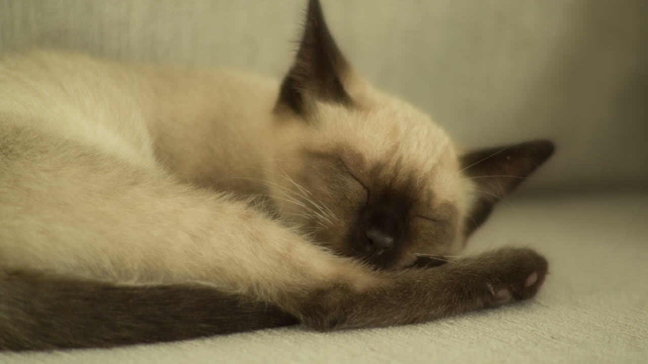 Gatto 0 04