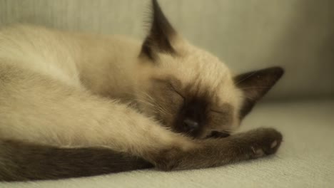 cat 0 04
