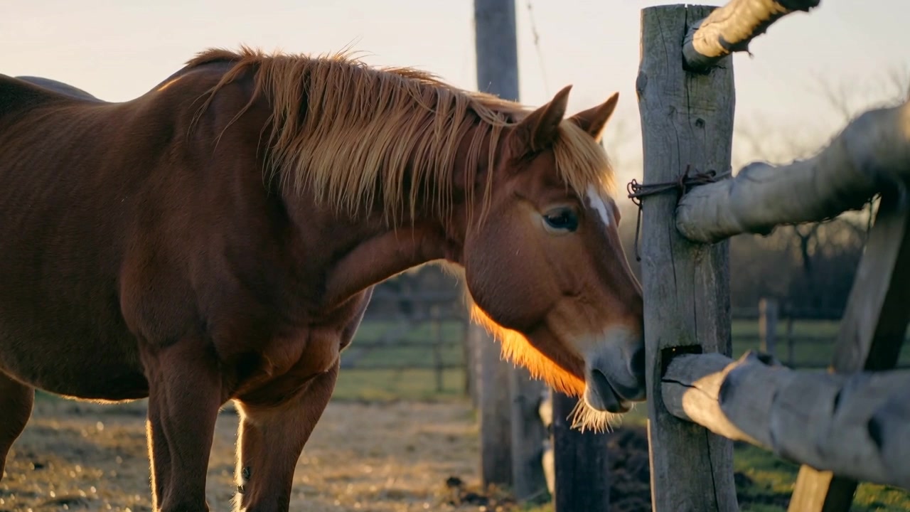 Cheval alezan respirant, réagissant à l'air froid, reniflant et poussant du nez une clôture à traverses dans un paddock.