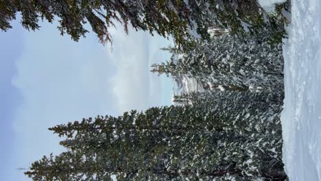 vertical handheld shot of a beautiful snowy winter landscape of a snow covered pine tree forest and white snow on the ground in the middle of the beautiful rocky mountains in utah on a spring day