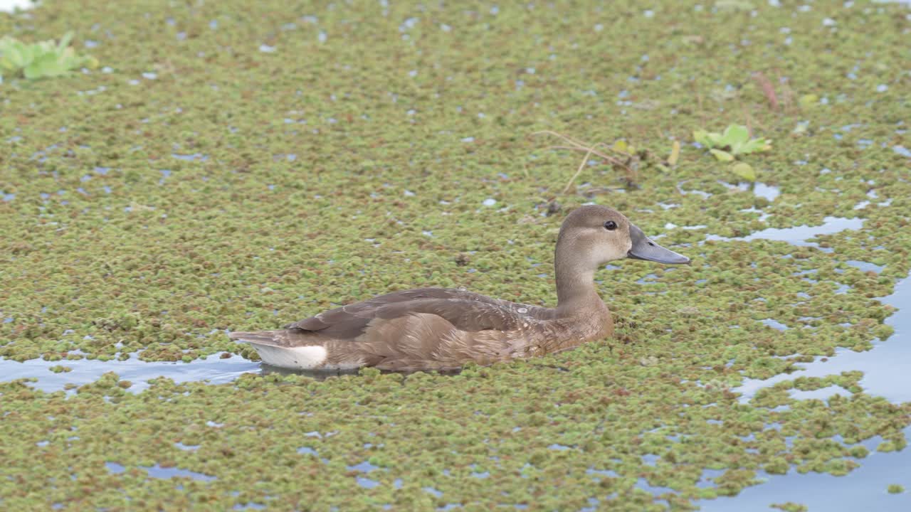 한 마리의 암컷 장밋빛 부리 포차드, 네타 페포사카가 물결 모양의 물 표면 위에 떠 있는 현조류와 함께 연못 쓰레기를 천천히 헤엄치고 있으며, 야생 동물은 클로즈업 샷