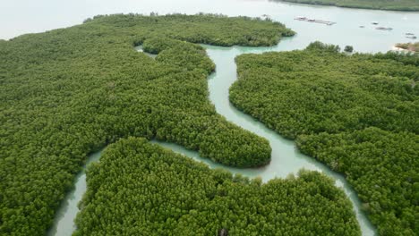 curved tropical green mangrove forest river on an island in thailand from above, aerial