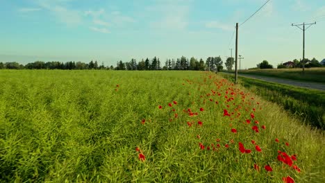 Impresionante-Toma-Aérea-De-Drones-De-ángulo-Bajo-Sobre-Un-Vibrante-Campo-De-Amapolas-Rojas