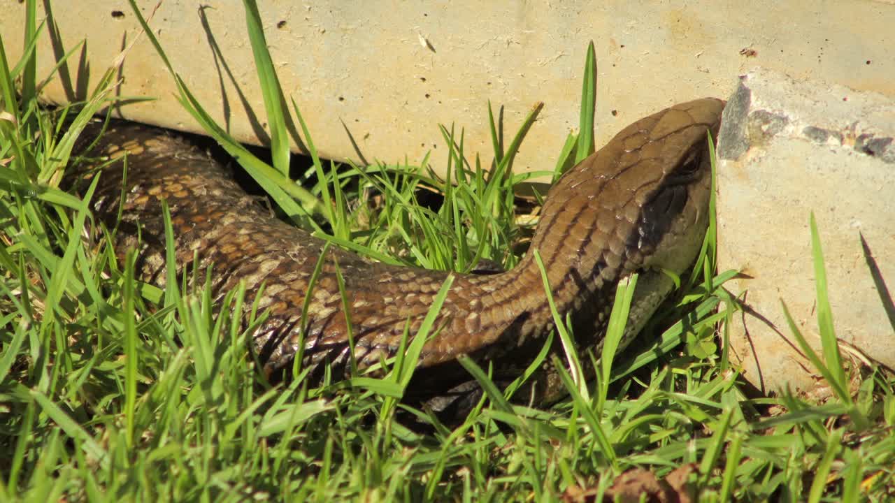 lagarto de lengua azul moviéndose lentamente en el jardín de hierba