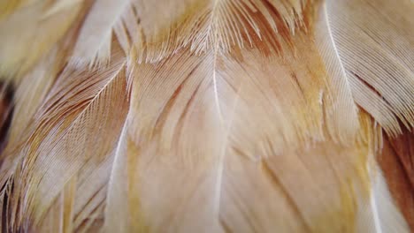 detalle macro de plumas de color naranja sobre un pollo, fondo abstracto