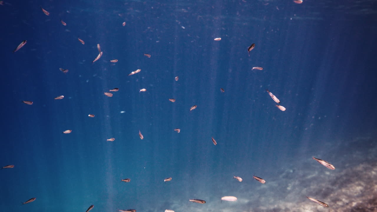 작은 물고기 무리 수중