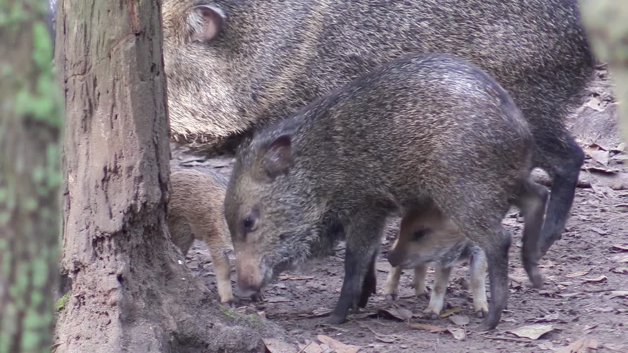 pecaríes de collar, un tipo de cerdo salvaje o jabalí, se ven en un bosque en américa central o del sur